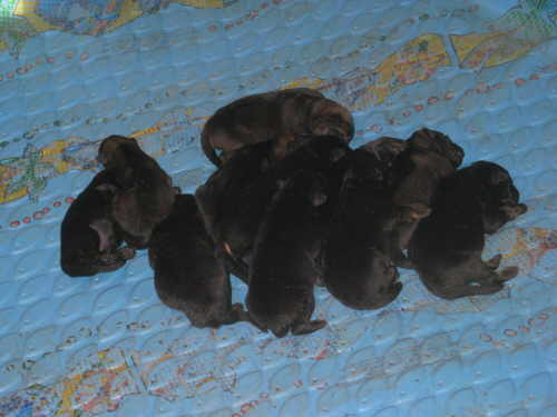 Juno's puppies at 5 days of age